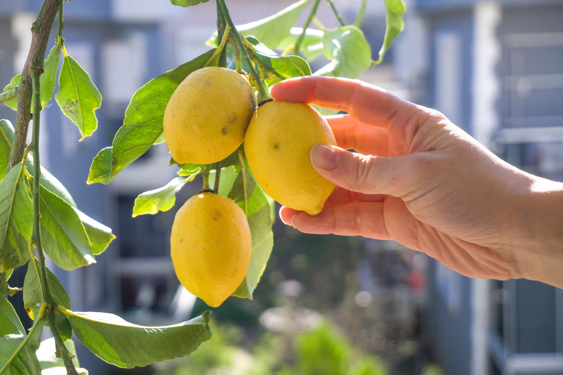 farmer hand harvesting / picking fresh lemons on lemon tree branch.